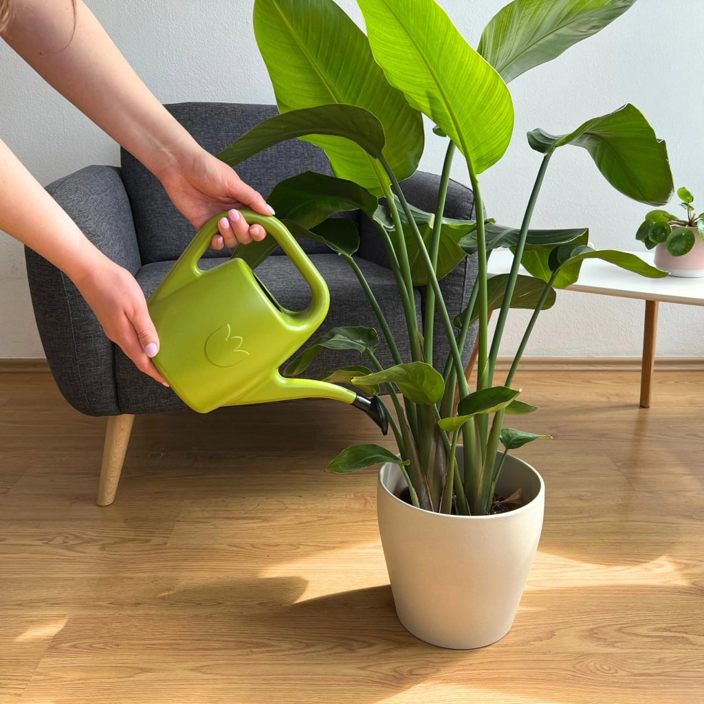 Annaffiatoio con beccuccio, 2 litri, verde chiaro, in plastica