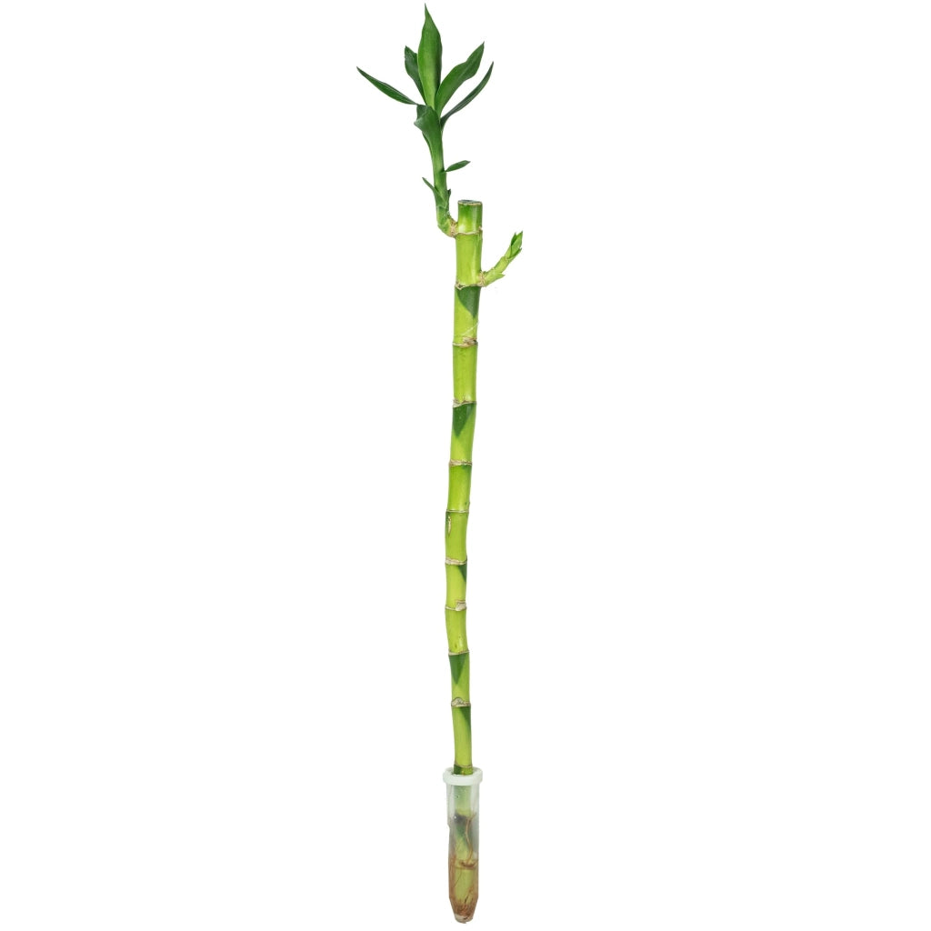 Bambù della fortuna, varietà con stelo dritto, altezza di circa 50 cm