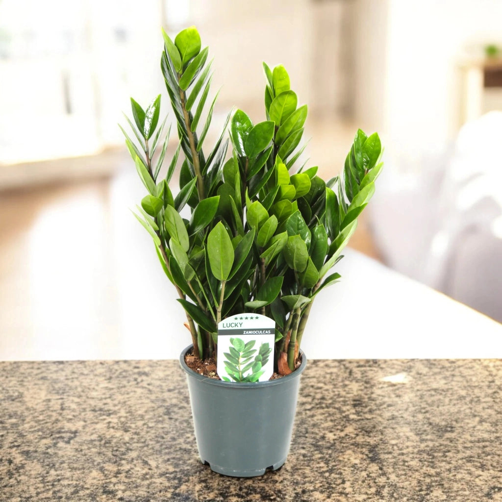 Gardenaria Zamioculcas zamiifolia - Pianta da interno ornamentale Altezza: 50 cm (vaso 14)