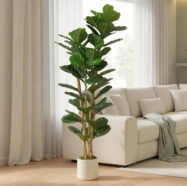 Ficus lyrata artificiale verde con vaso bianco, 180 cm