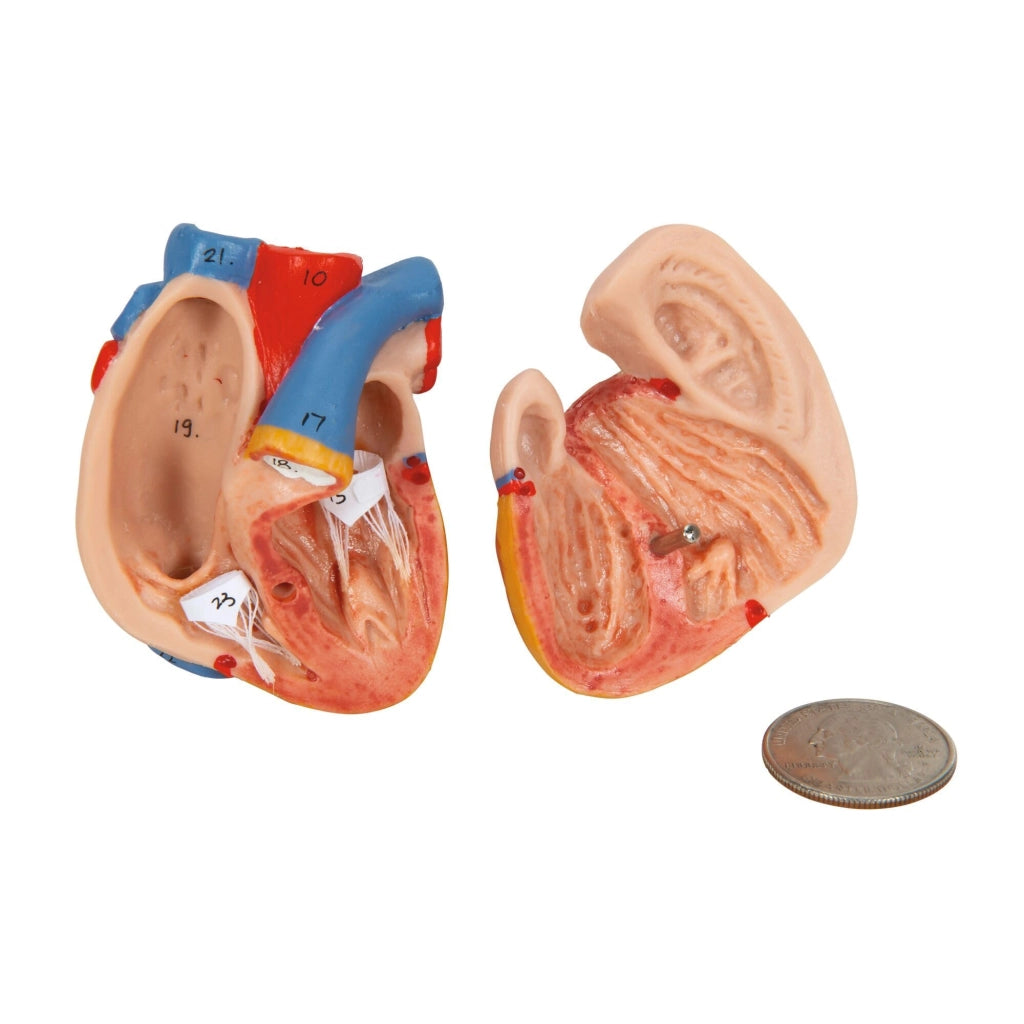 Mini-torace da 12 pezzi con testa, comprensivo di software di anatomia