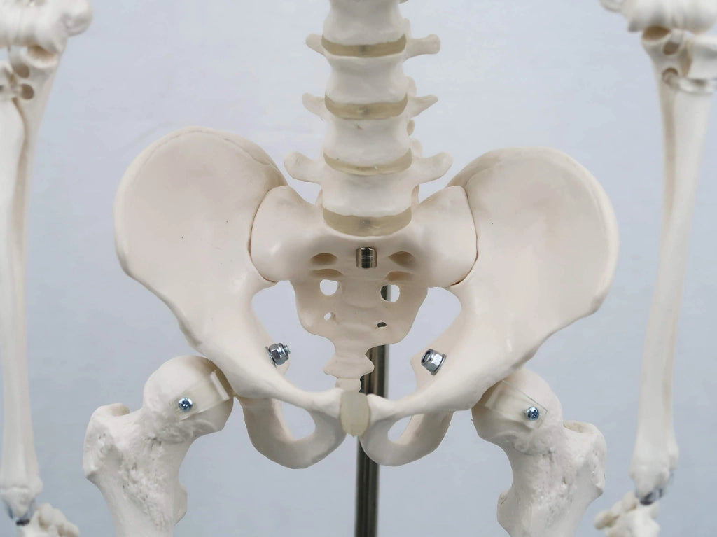 Modello in miniatura di scheletro "Shorty" con supporto per l'esposizione, dimensioni ridotte