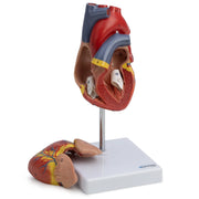 Hartmodell da 14 cm, a grandezza naturale, numerato, multicolore