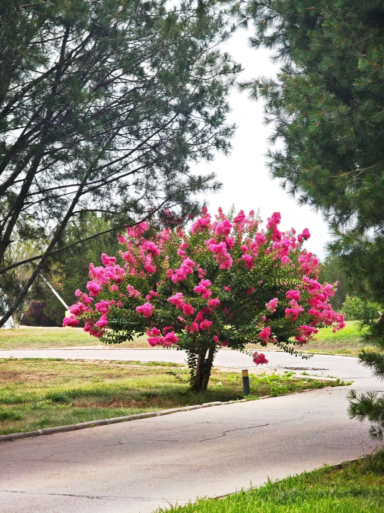 LAGERSTROEMIA INDICA CESP.30 ACOMA