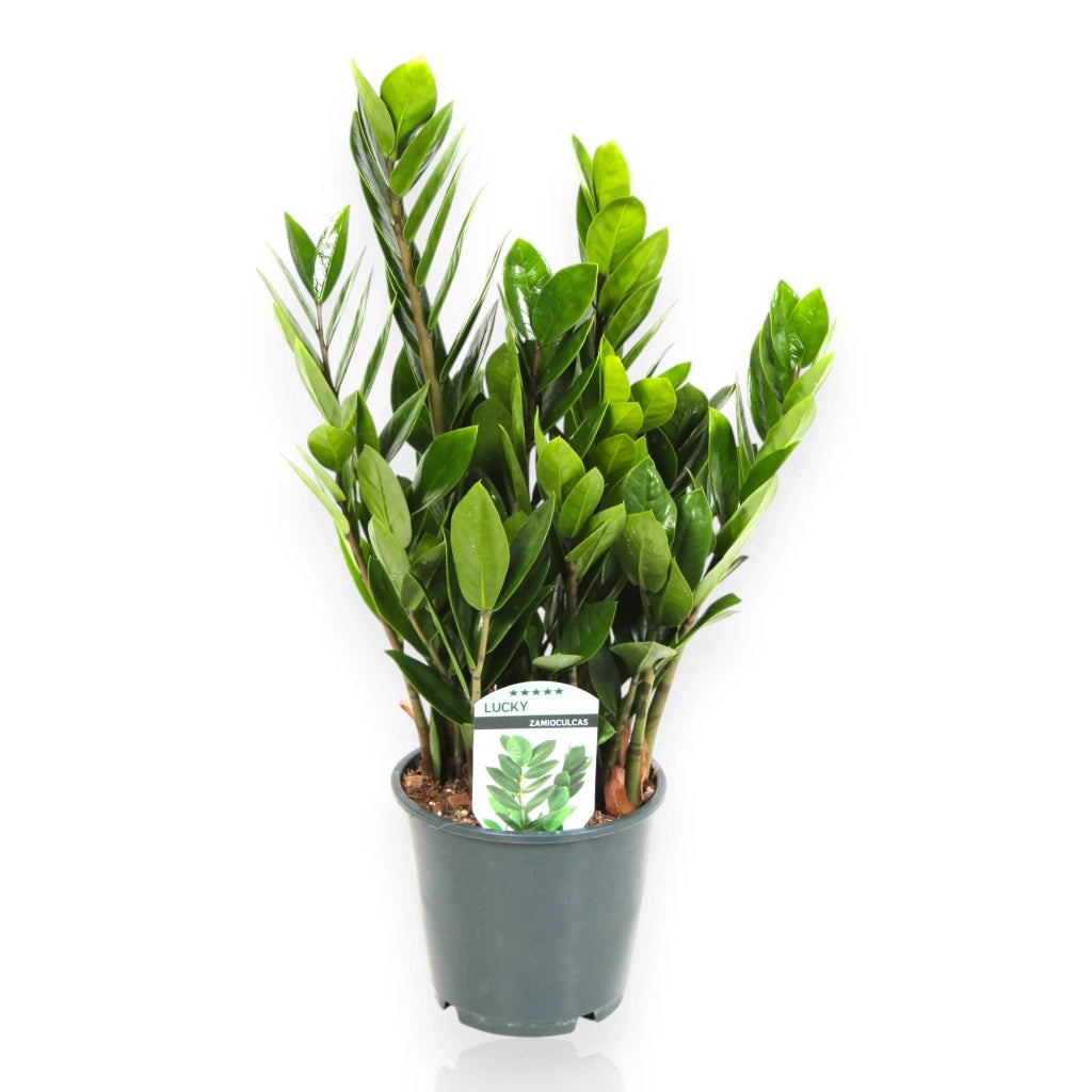 Gardenaria Zamioculcas zamiifolia - Pianta da interno ornamentale Altezza: 50 cm (vaso 14)