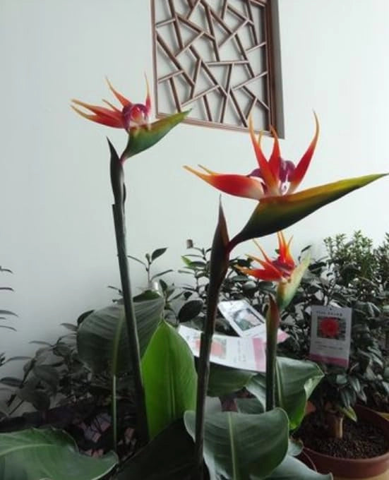 Set di 3 fiori artificiali "Paradiso" (Strelitzia), altezza 73,7 cm