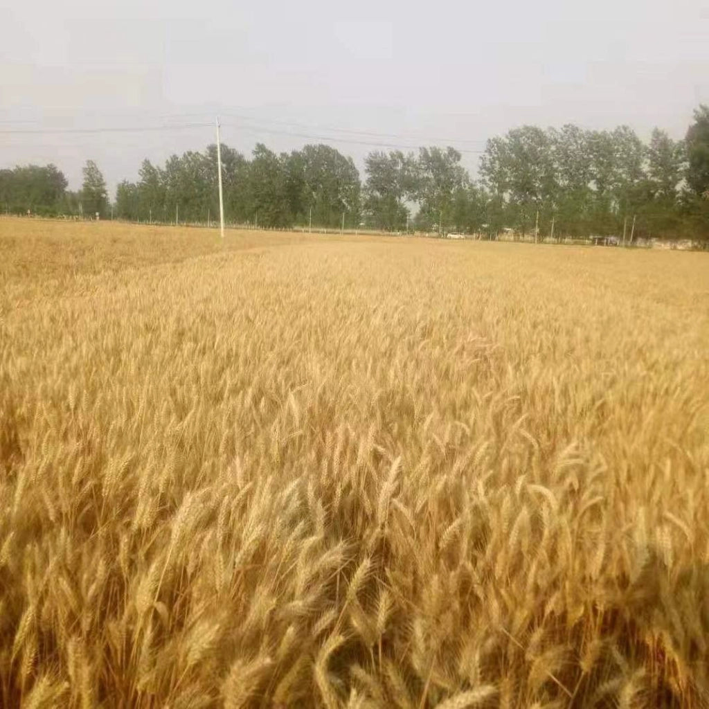 Fiori secchi – 100 steli di spighe di grano, 40 cm, naturali