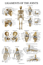 Poster anatomico: legamenti delle articolazioni, plastificato, 61x45,7 cm