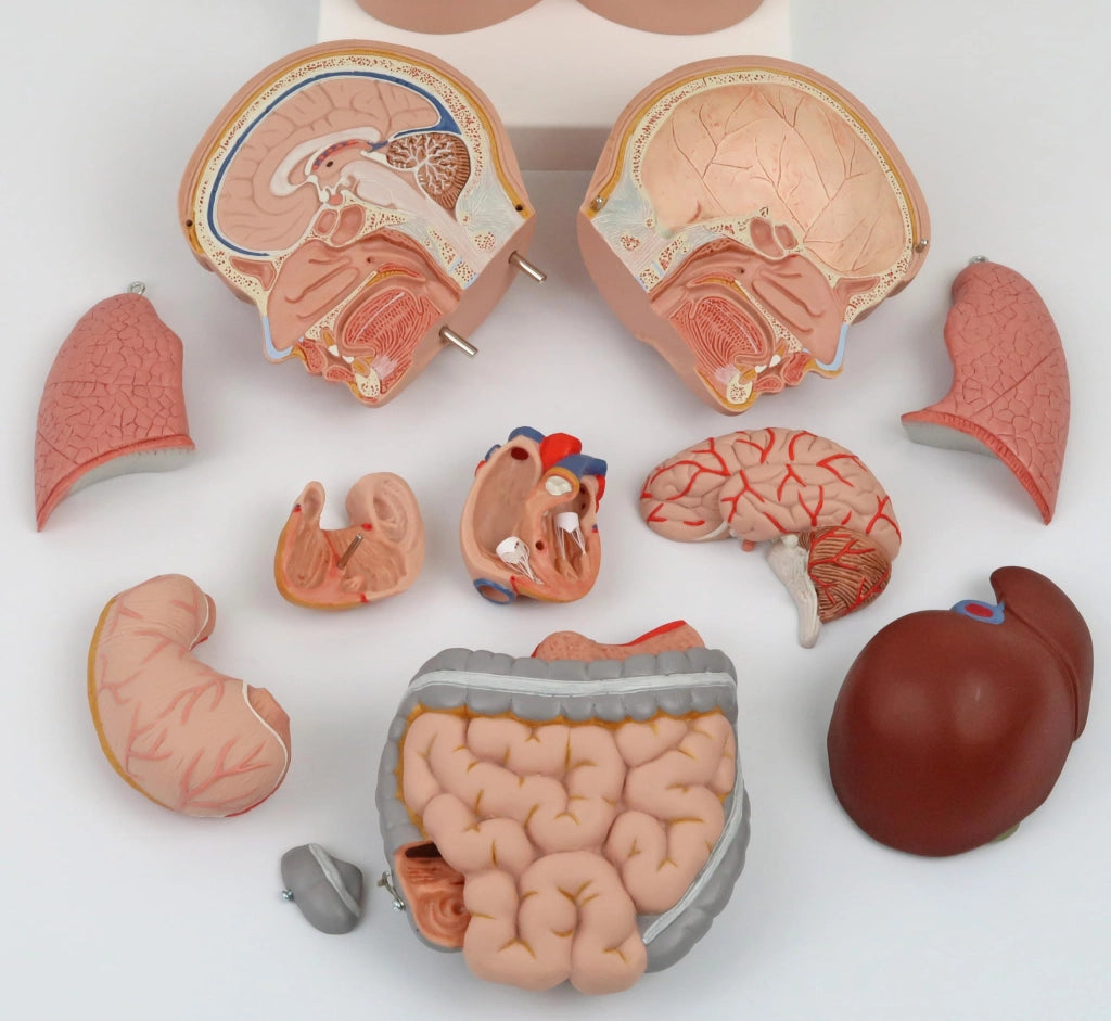 Mini-torace da 12 pezzi con testa, comprensivo di software di anatomia