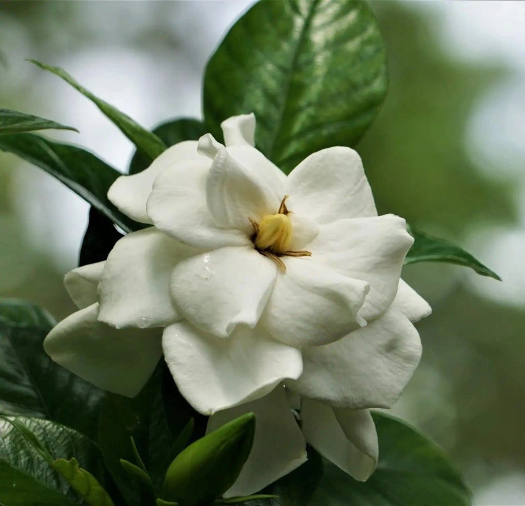 Gardenaria Gardenia 'Double Mint' - Arbusto ornamentale da giardino Altezza: 40/50 cm (vaso19)