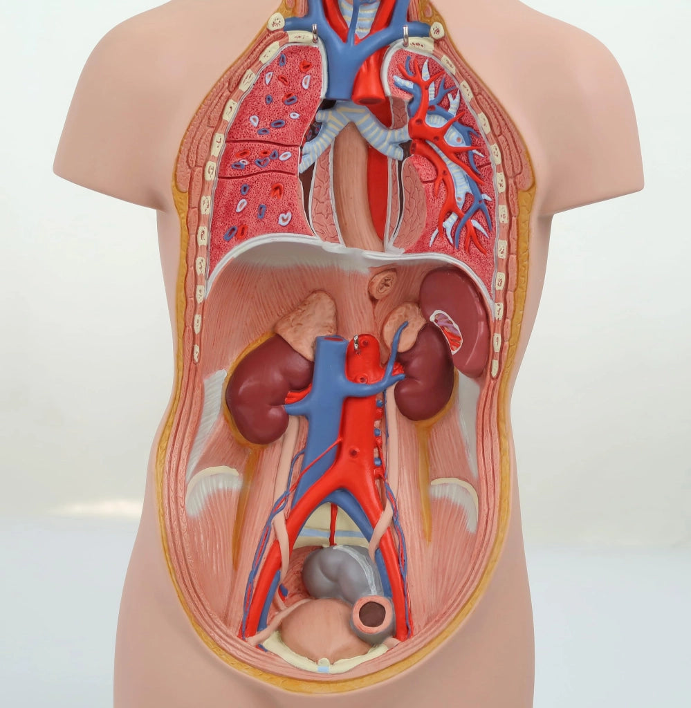Mini-torace da 12 pezzi con testa, comprensivo di software di anatomia