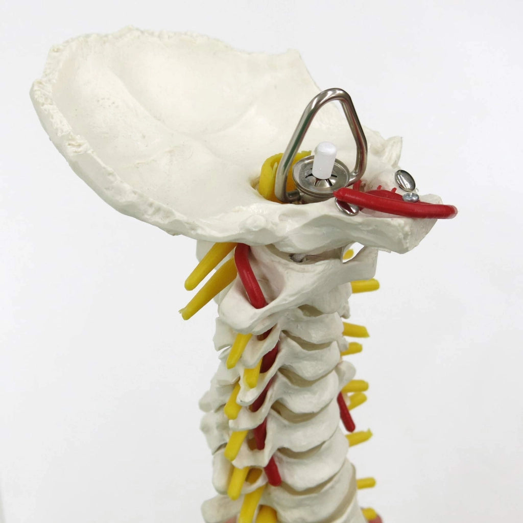 Modello classico di colonna vertebrale flessibile, completo di supporti per il femore