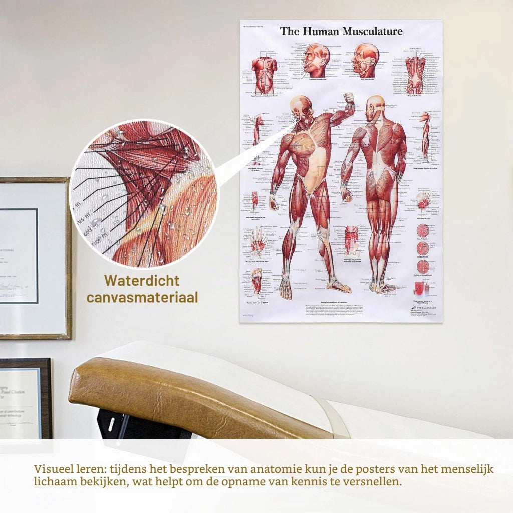 Poster Anatomia: Sistema muscolare e scheletrico umano in inglese - Set anatomia scheletro muscolare (B)