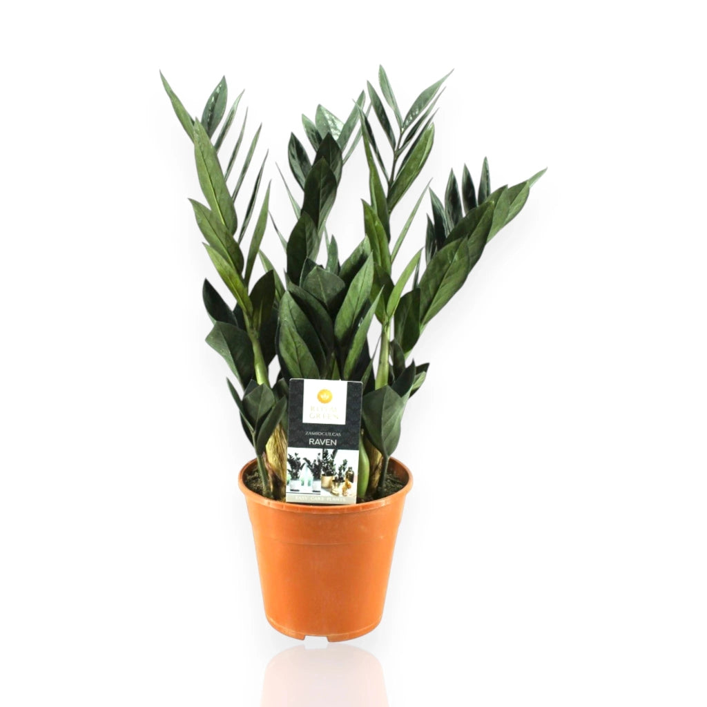Gardenaria Zamioculcas zamiifolia - Pianta da interno ornamentale Altezza: 50 cm (vaso 14)