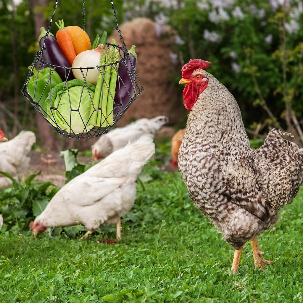 Cesti sospesi per alimenti per polli, confezione da 2, con 3 catene