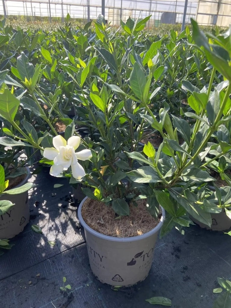 Gardenaria Gardenia 'Double Mint' - Arbusto ornamentale da giardino Altezza: 40/50 cm (vaso19)