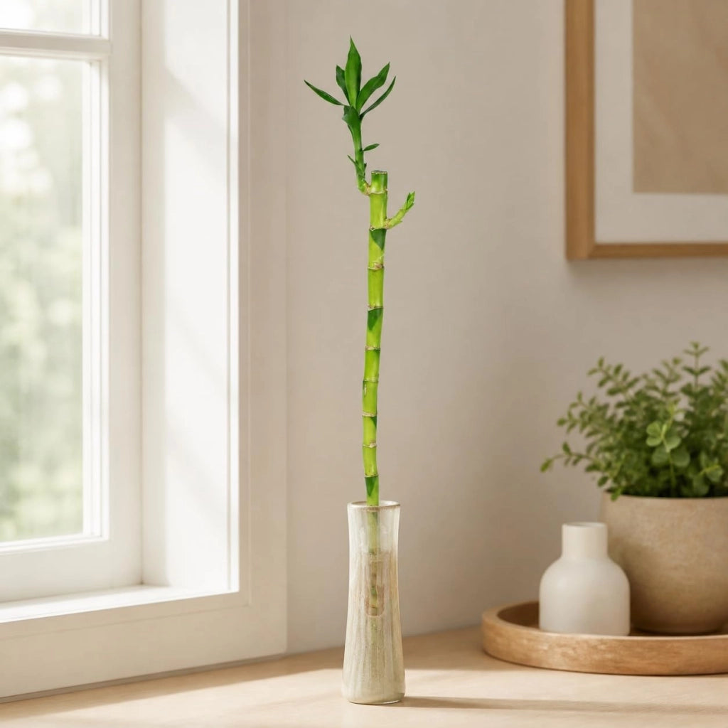 Bambù della fortuna, varietà con stelo dritto, altezza di circa 50 cm