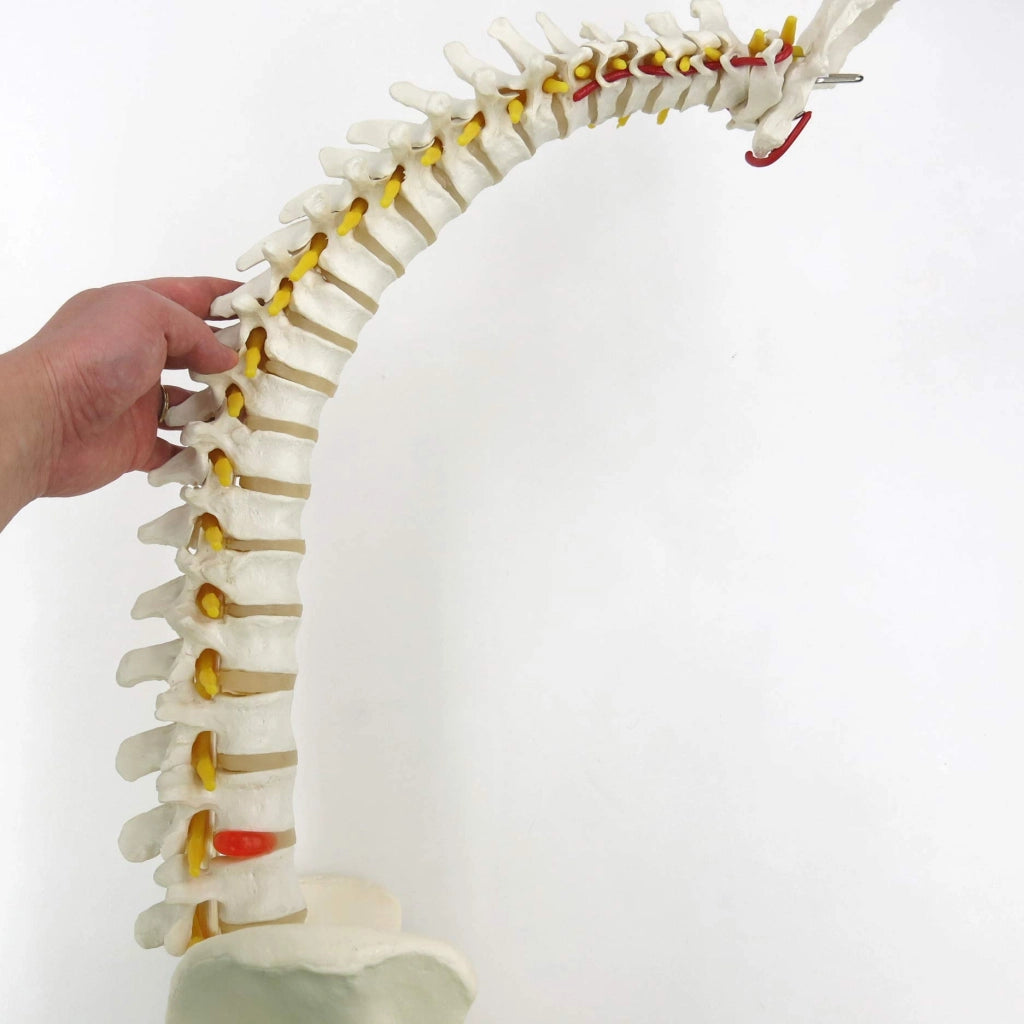 Modello classico di colonna vertebrale flessibile, completo di supporti per il femore