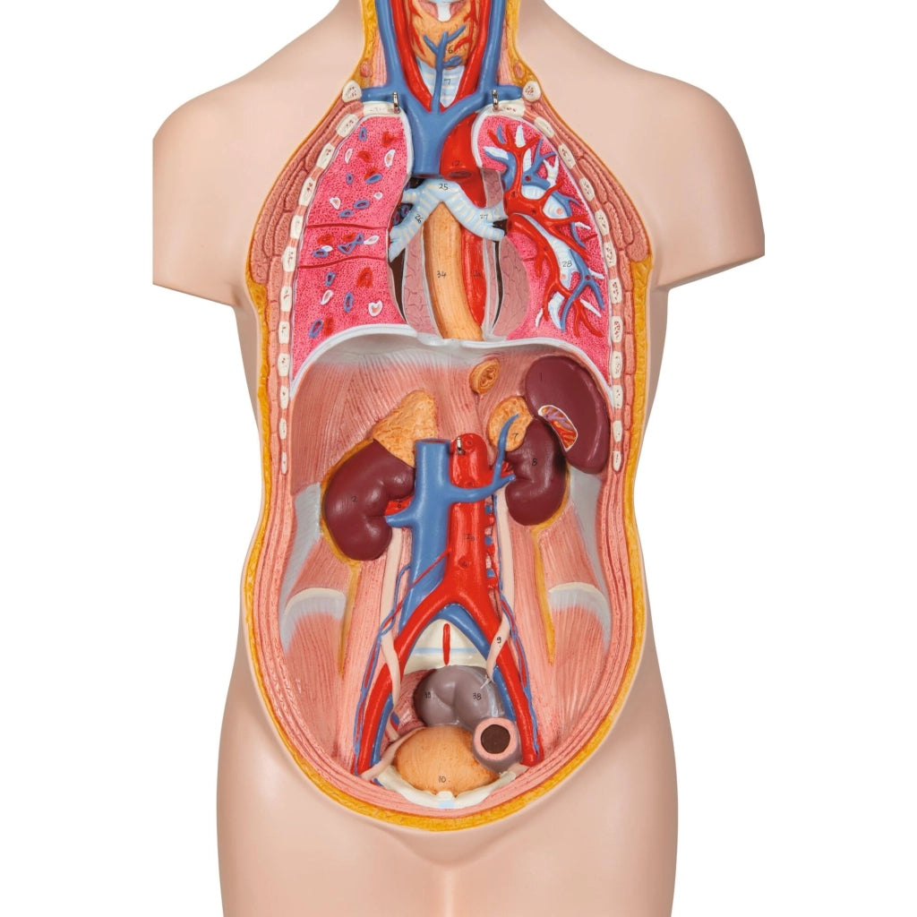 Mini-torace da 12 pezzi con testa, comprensivo di software di anatomia