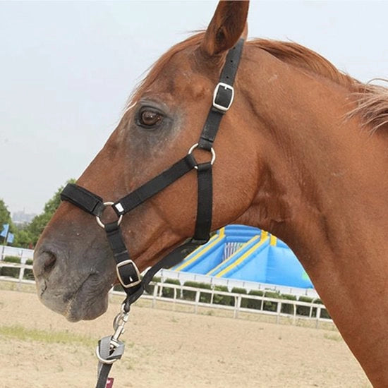 Halster per Cavallo Adattabile - Cervicale per Cavallo - Controllo Cuscino morbido - Alta Densità 5 mm Cintura Singola - Adatto per Altezza Schiena 1.45-1.85m - 100% Nuovo