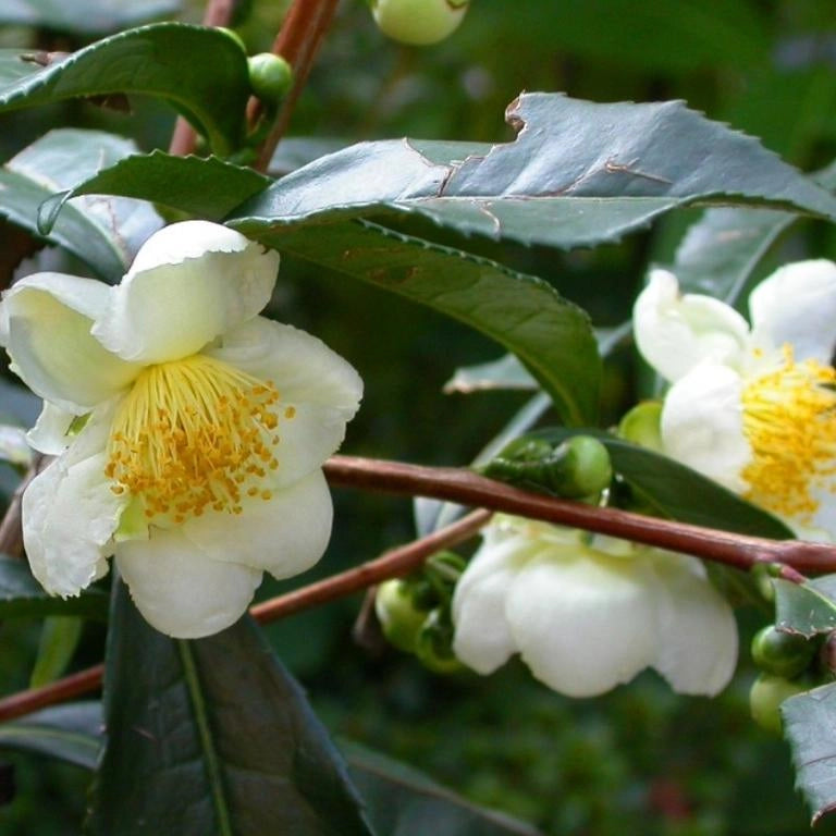 Pianta del Tè Camelia Sinensis foto reali