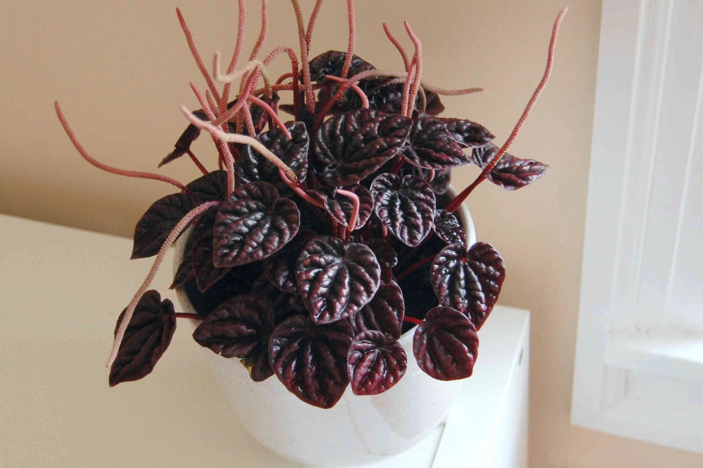 Peperomia “Other Chocolate” –  (vaso 15) Pianta d’appartamento