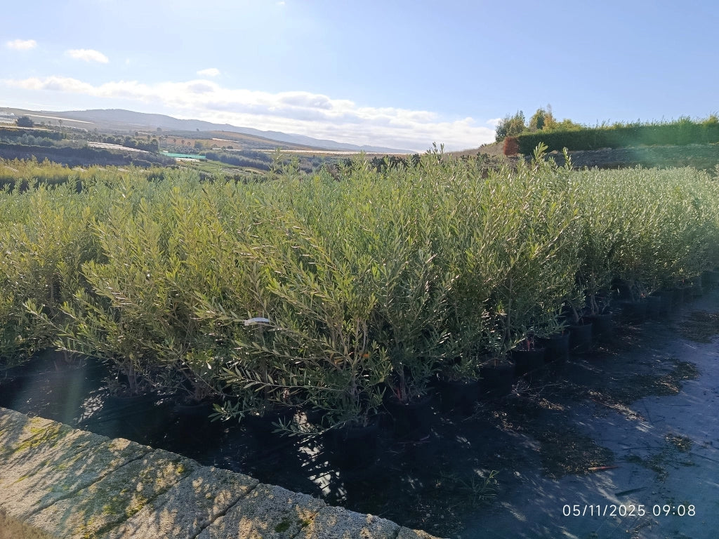 OLEA EUROPAEA CESP.24 CIPRESSINO Lt.6.5