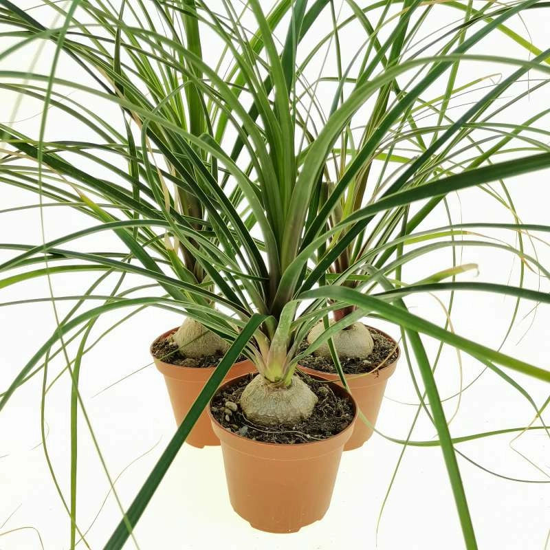 Nolina in vaso 10 cm TC, pianta ornamentale resistente e facile da curare