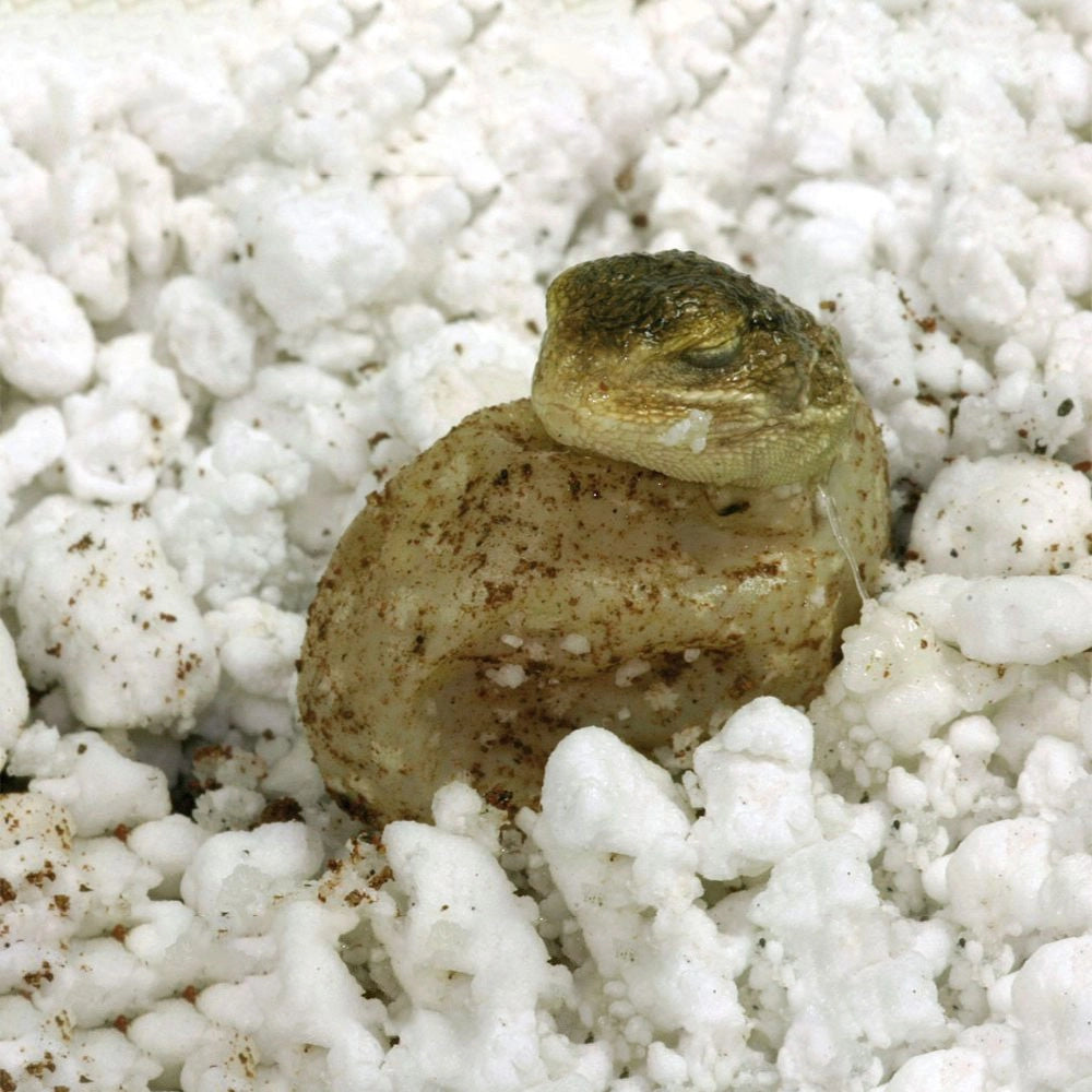 Lucky Reptile HatchRite 2L - substrato per incubazione