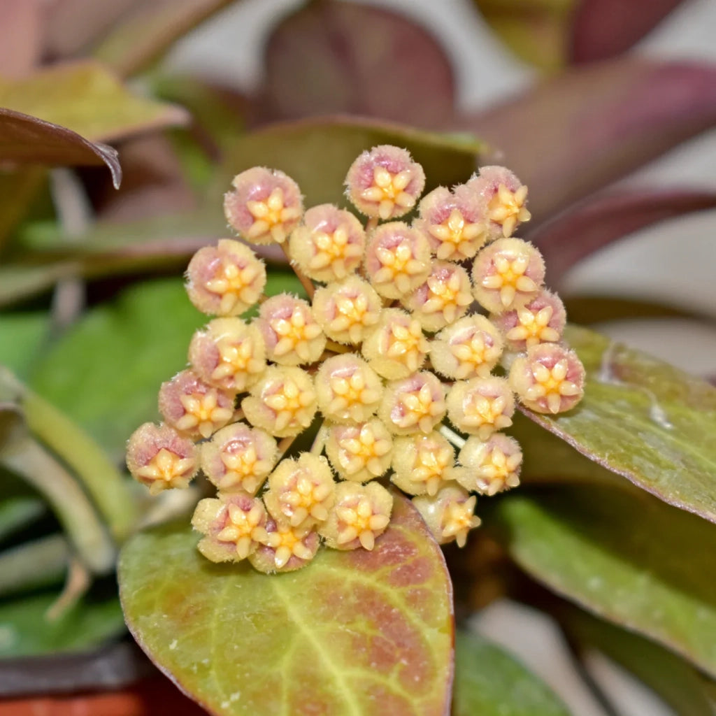 Hoya HOYA SUNRISE VASO 12 Pianta Tropicale da Collezione