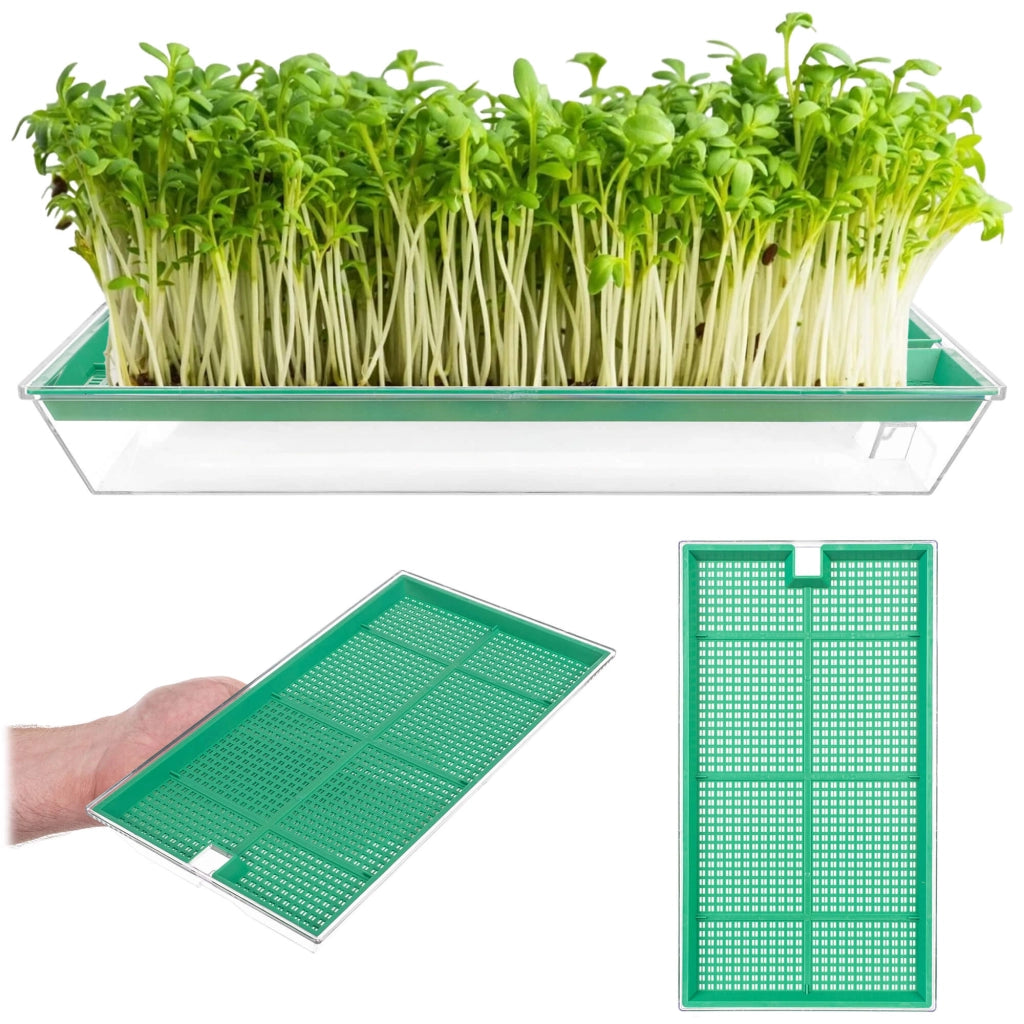 Macchina per la germinazione del crescione KADAX, contenitore grande per la germinazione