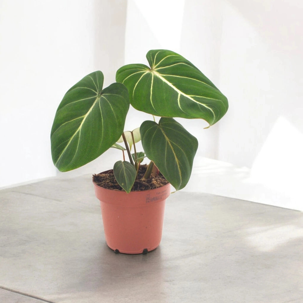 Gardenaria Philodendron gloriosum - Pianta da interno ornamentale Altezza: 30 cm (vaso 12)