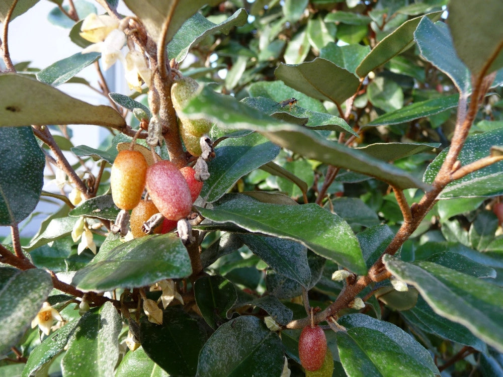 ELEAGNUS EBBINGEI COMPACTA MULTITRONCO 60 Lt.70