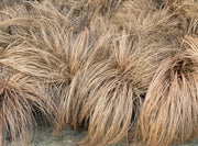 Gardenaria Carex 'Comans Bronze Form' - Graminacea ornamentale da esterno Altezza: 50 cm (vaso 17)