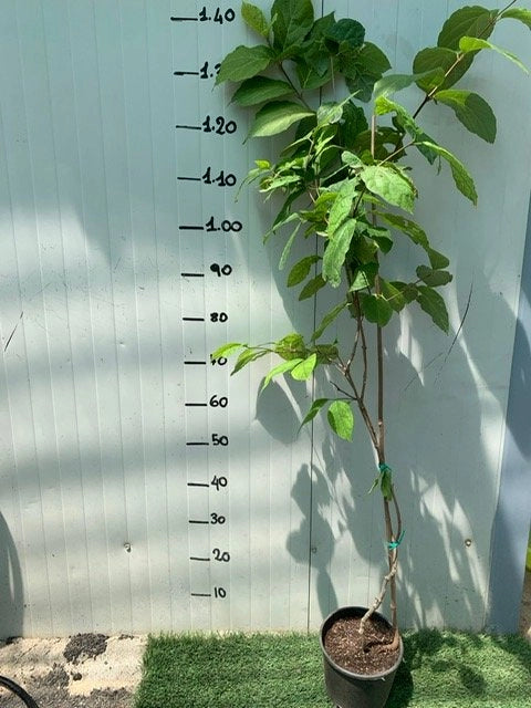 calycanthus x raulstonii 'hartlage wine' foto reali h 150cm