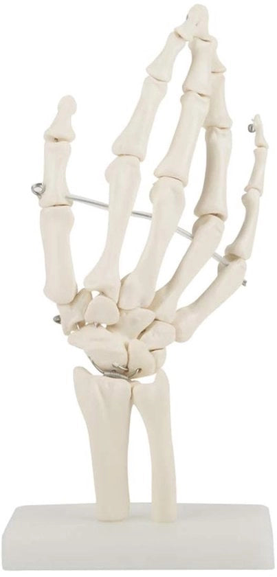 Modello di scheletro articolato - Grande scala - Anatomico - PVC - Middello di lubrificazione articolare - Tessuto colorato - Resistente ai raggi UV