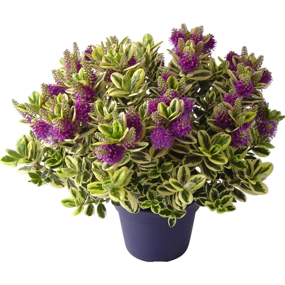 Pianta di HEBE VERONICA variegata fiore viola IN VASO 30 CM AMDGarden