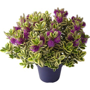 Pianta di HEBE VERONICA variegata fiore viola IN VASO 30 CM AMDGarden