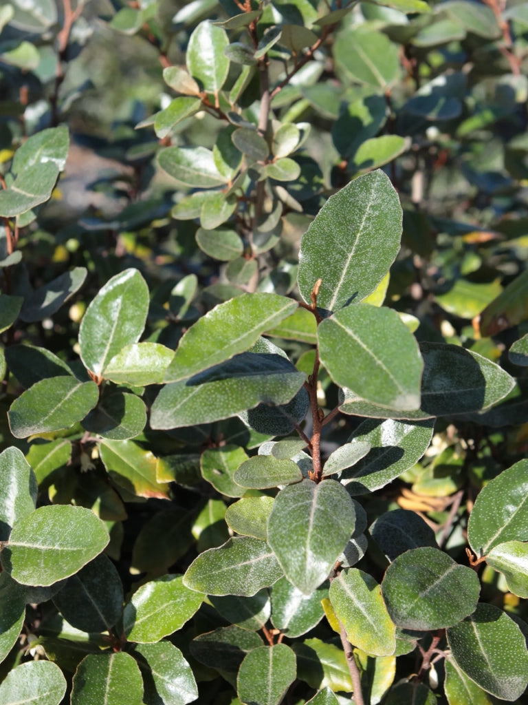 ELEAGNUS EBBINGEI COMPACTA CESP.40 Lt.25