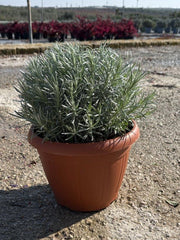 HELICHRYSUM ITALICUM CESP.25