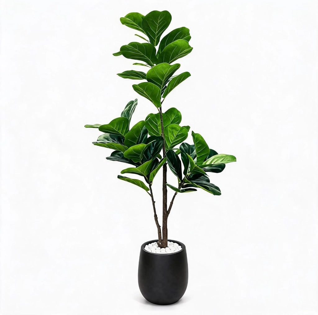 Ficus Lyrata Artificiale 150 cm con 77 Foglie Base Nera e Ciottoli Bianchi