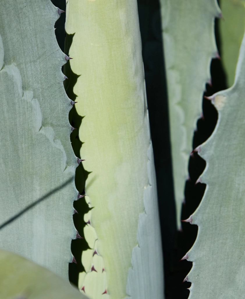 Agave Gentryi Vaso 30 cm Pianta Grassa Mediterranea Resistente al Gelo