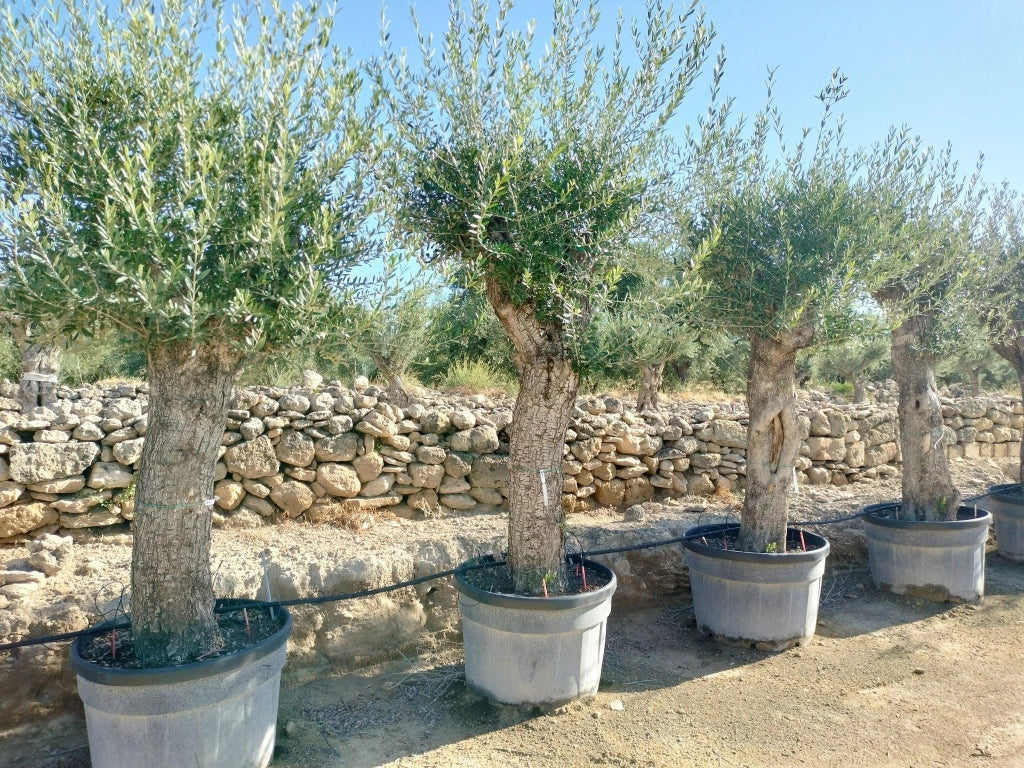 OLEA EUROPAEA ALB.80 1/2 FUSTO DOLCE LUNGA CRF.60/80