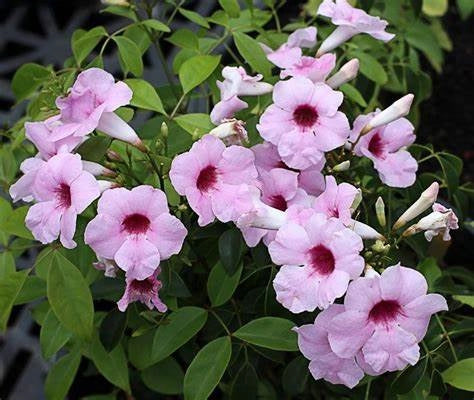 BIGNONIA PANDOREA JASMINOIDES H 110CM