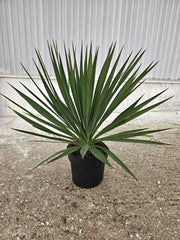 YUCCA GLORIOSA VASO 24