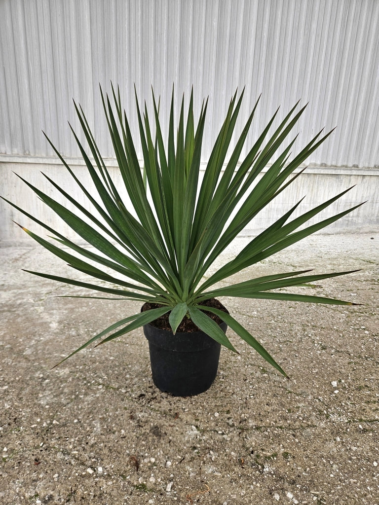 YUCCA GLORIOSA VASO 24