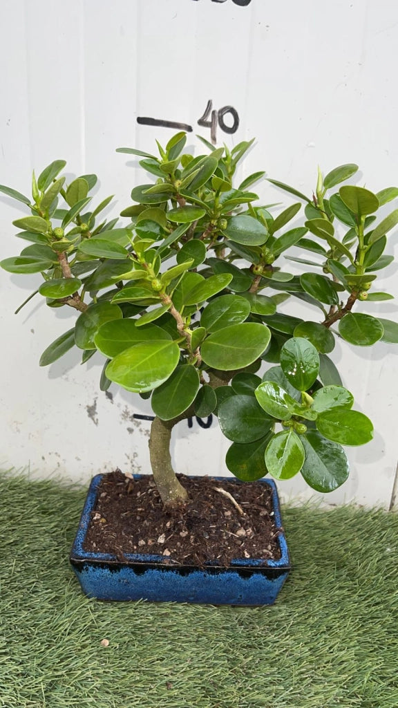 Bonsai di Ficus Panda vaso cm 20 Origine Asia Foto Reali