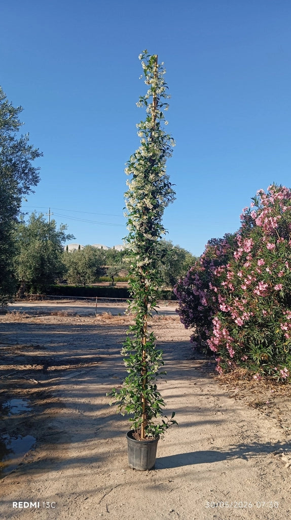 RHYNCOSPERMUM JASMINOIDES (FALSO GELSOMINO) 1 CANNA VASO 30 H.300/350
