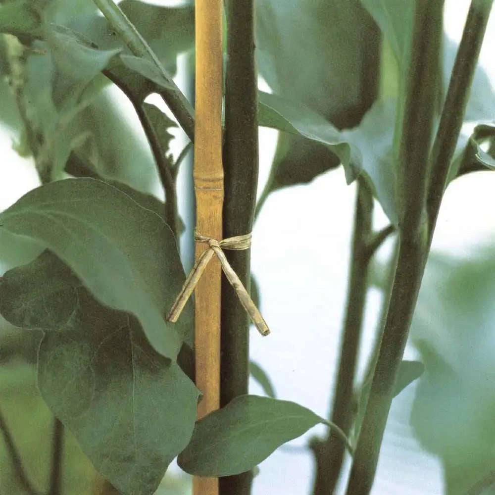Canna in Bamboo per Piante e Ortaggi Tutori Verdemax Formato: h cm 180, Ø mm 14-16 - 3 Pz