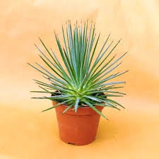 Agave Stricta Nana in Vaso 13 cm, Succulenta Ornamentale Compatta e Resistente